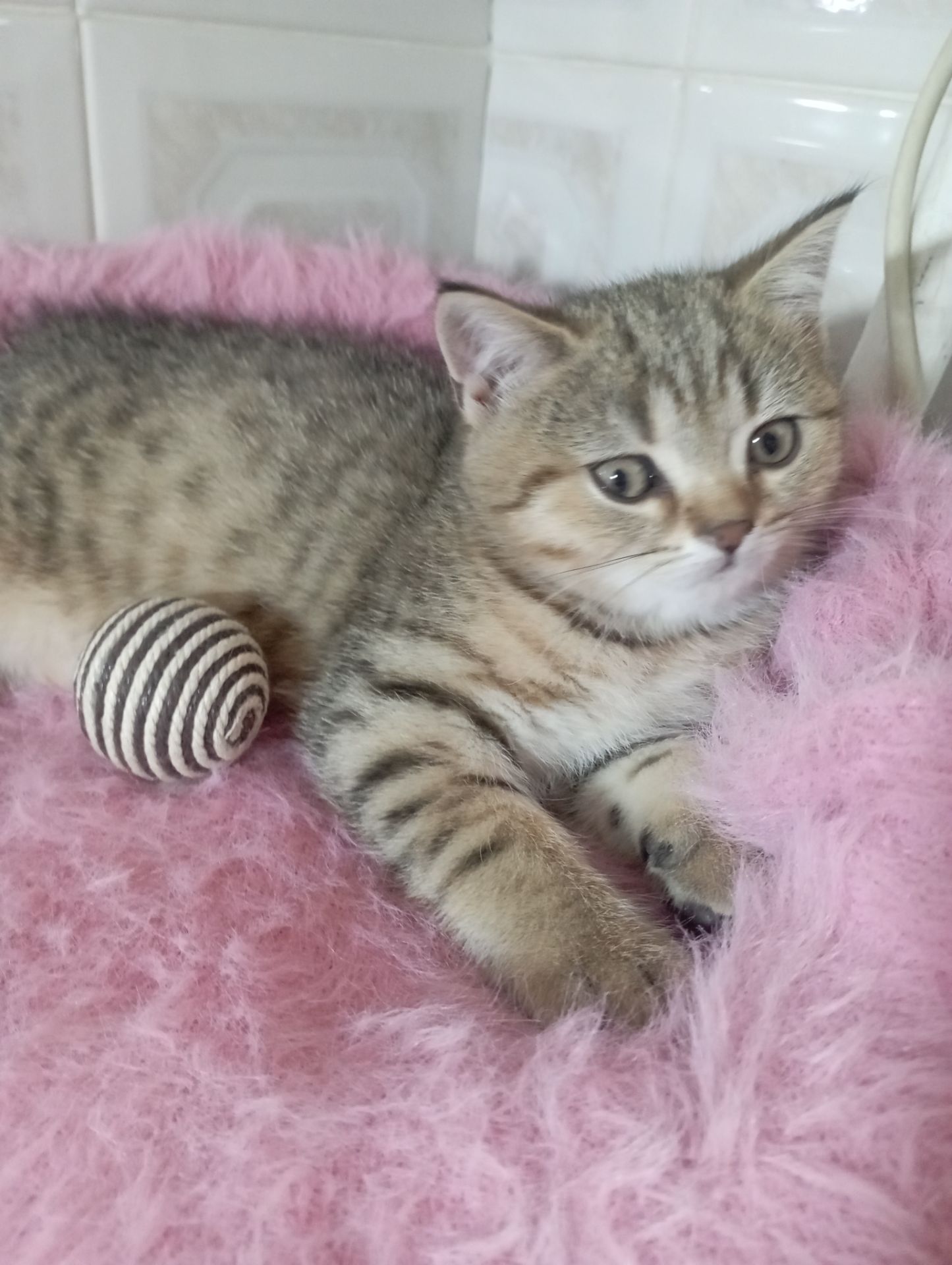 Милі золоті Шиншили дівчатка та хлопчик