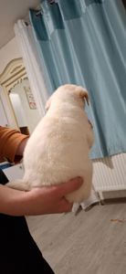 Цуценя гарне та миле