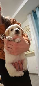 Цуценя гарне та миле