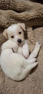 Цуценя гарне та миле