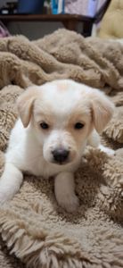 Цуценя гарне та миле