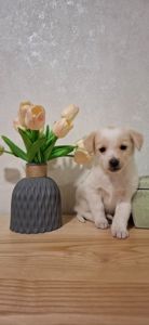 Цуценя гарне та миле