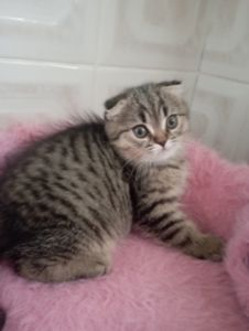 Милі золоті Шиншили дівчатка та хлопчик