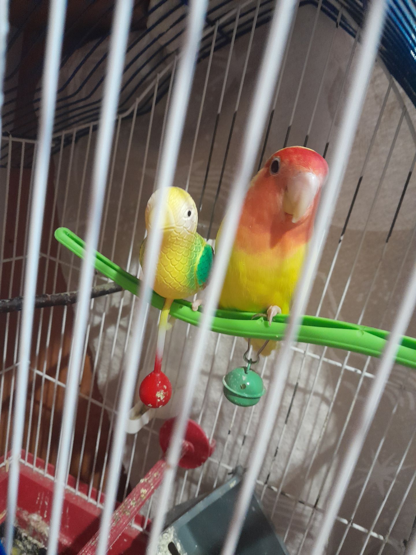 Нерозлучники