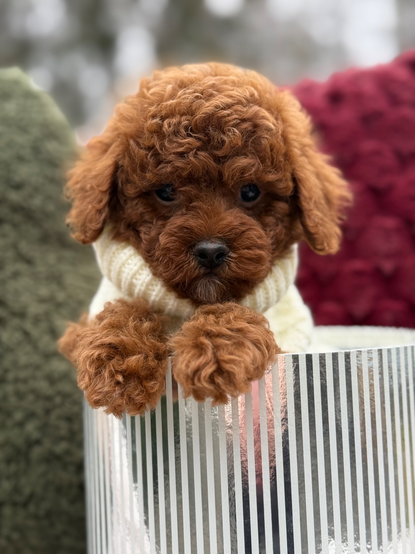 Неймовірний хлопчик мальтипу ф2 ред браун