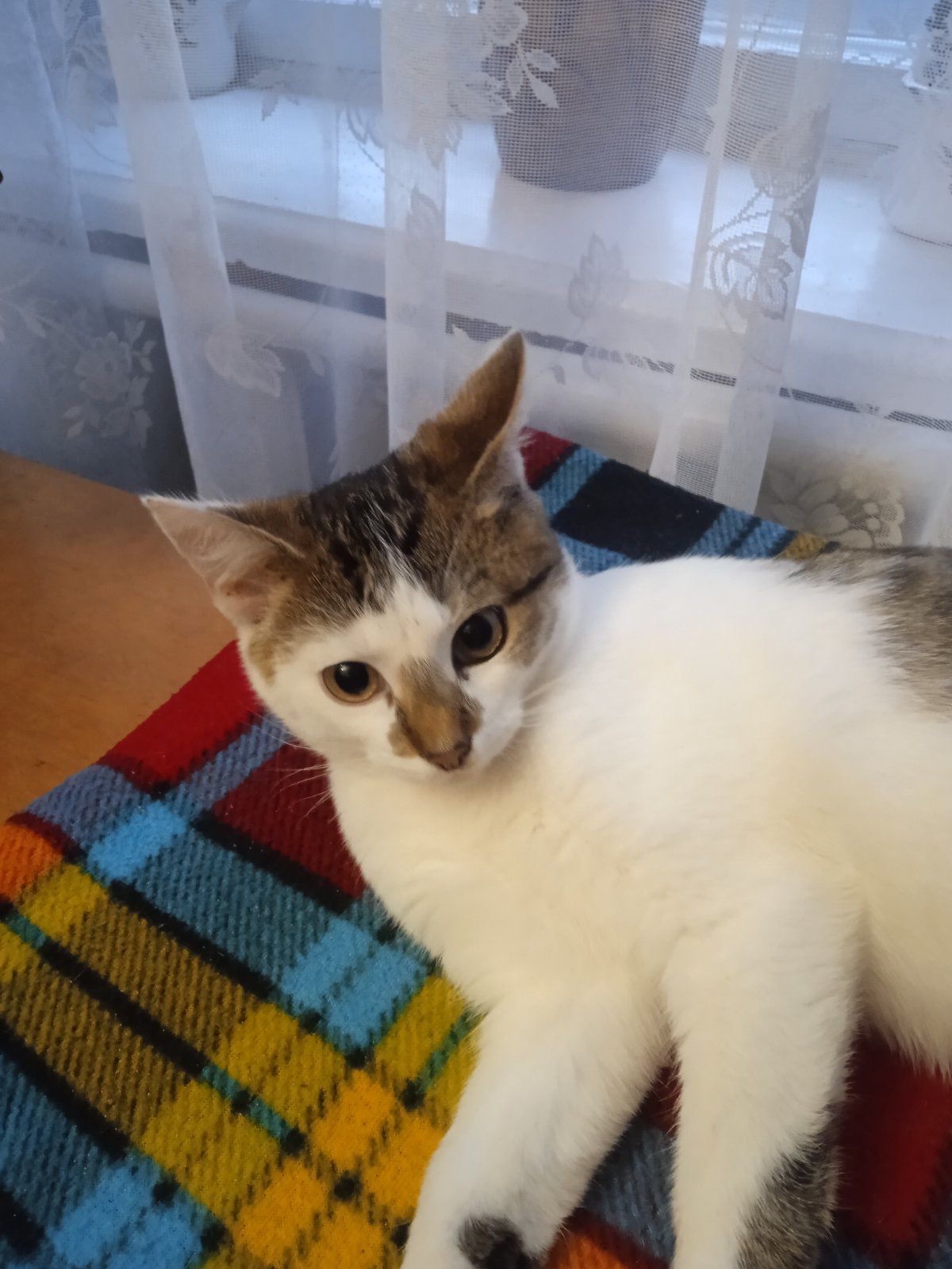 Шукає родину чудовий кошеня хлопчик! 7 міс