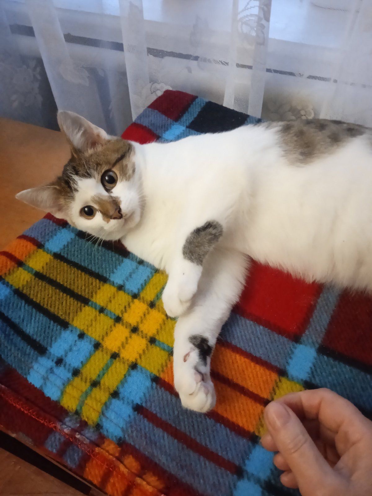 Шукає родину чудовий кошеня хлопчик! 7 міс