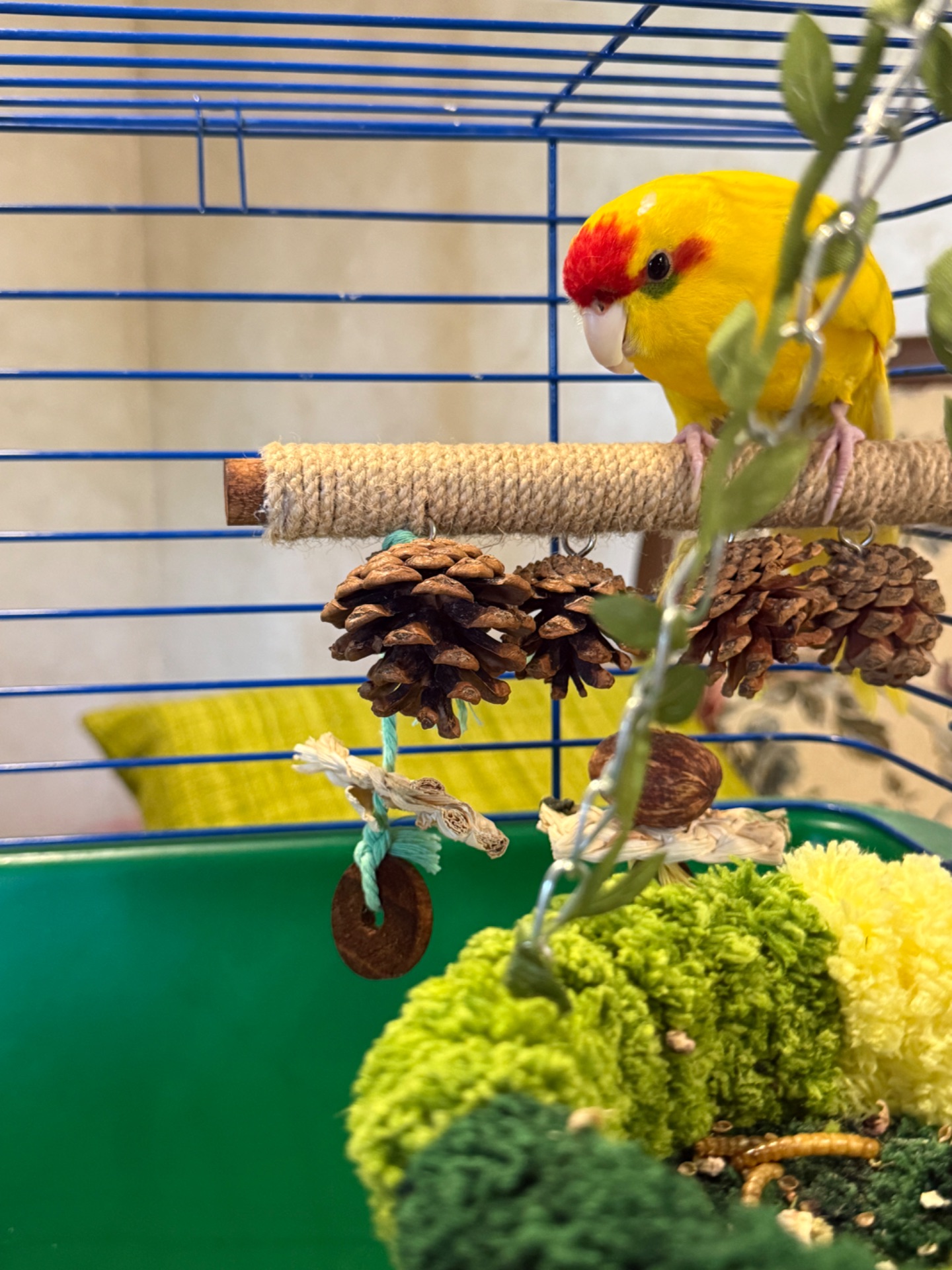 попугай какарик