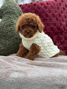 Неймовірний хлопчик мальтипу ф2 ред браун