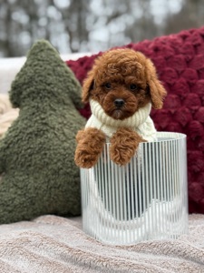 Неймовірний хлопчик мальтипу ф2 ред браун