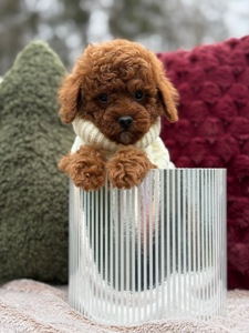 Неймовірний хлопчик мальтипу ф2 ред браун