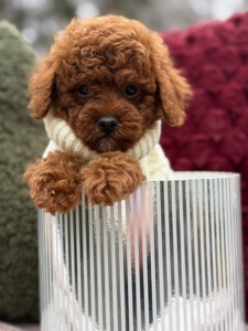 Неймовірний хлопчик мальтипу ф2 ред браун