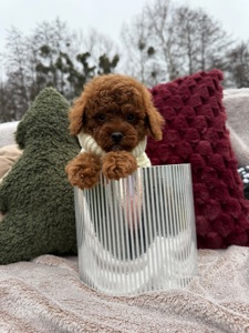 Неймовірний хлопчик мальтипу ф2 ред браун