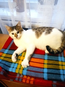 Шукає родину чудовий кошеня хлопчик! 7 міс