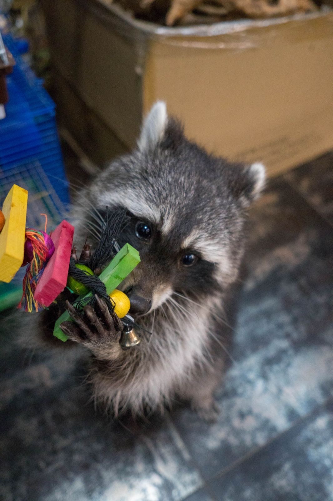 Єнот полоскун, незвичайний домашній рокотун