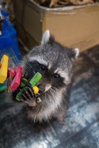 Єнот полоскун, незвичайний домашній рокотун