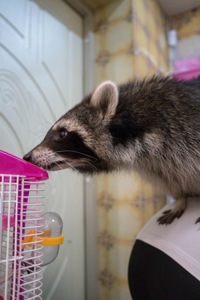 Єнот полоскун, незвичайний домашній рокотун