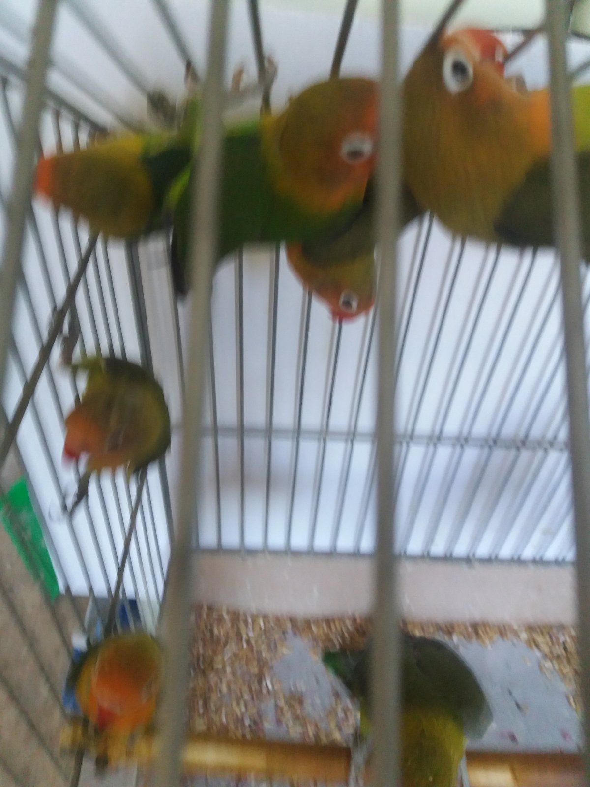 Нерозлучник