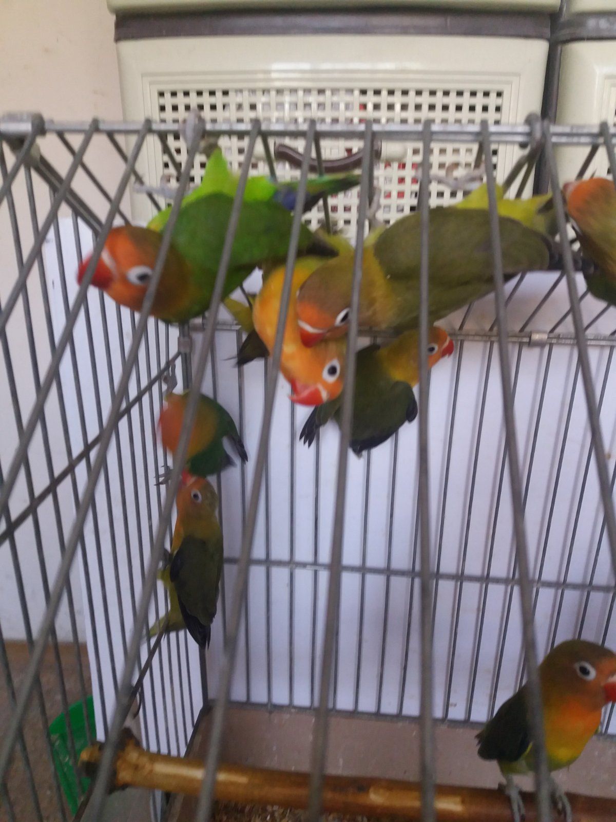 Нерозлучник