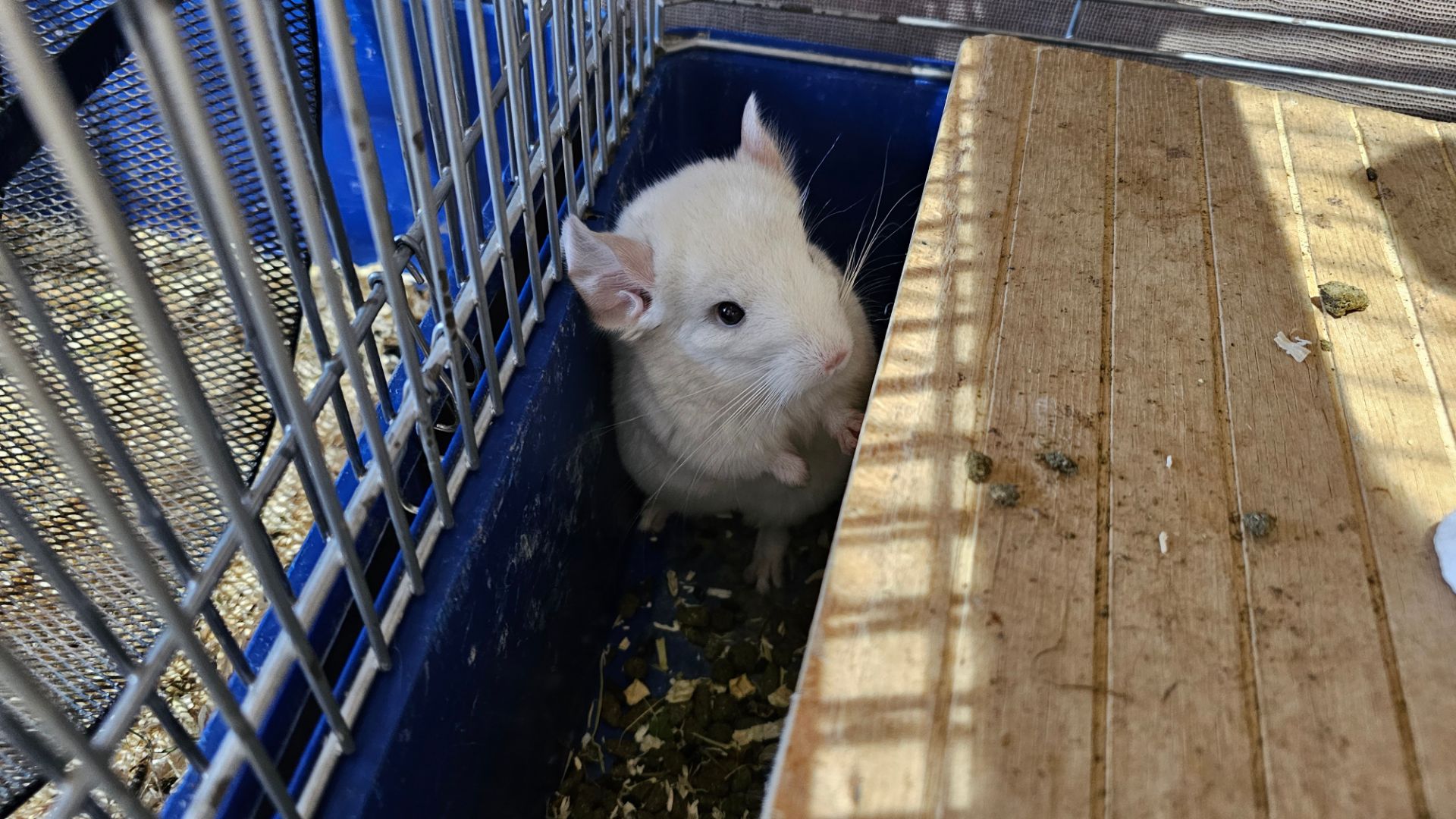 Шиншила, хлопчик 2 місяці