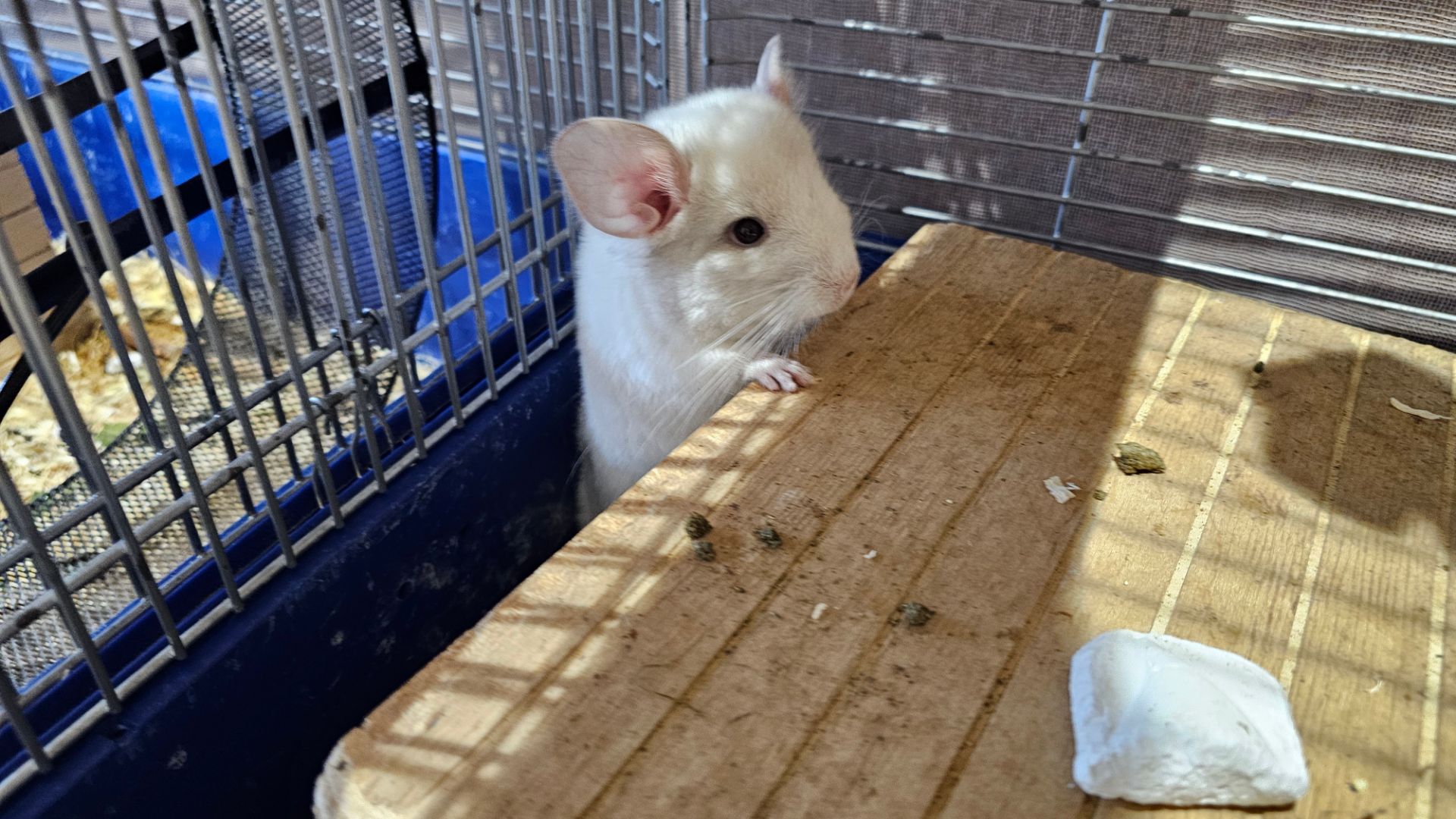 Шиншила, хлопчик 2 місяці