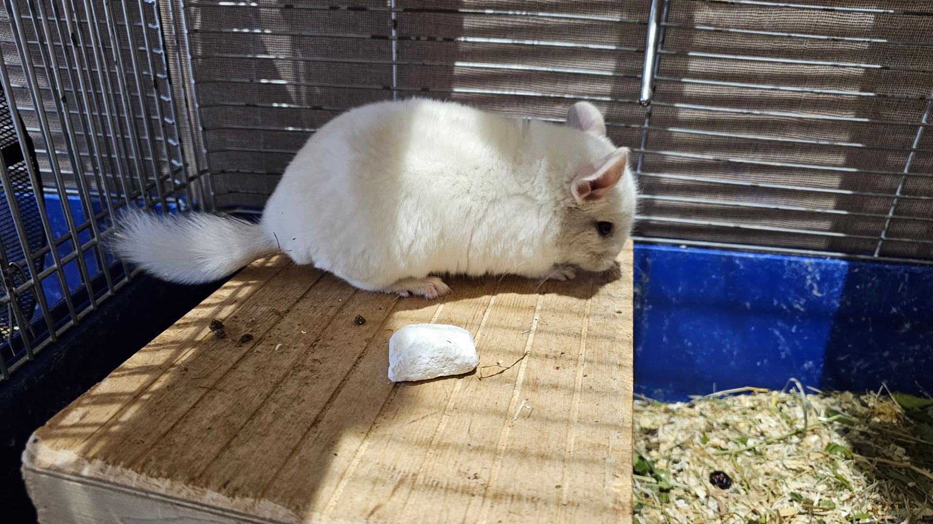 Шиншила, хлопчик 2 місяці