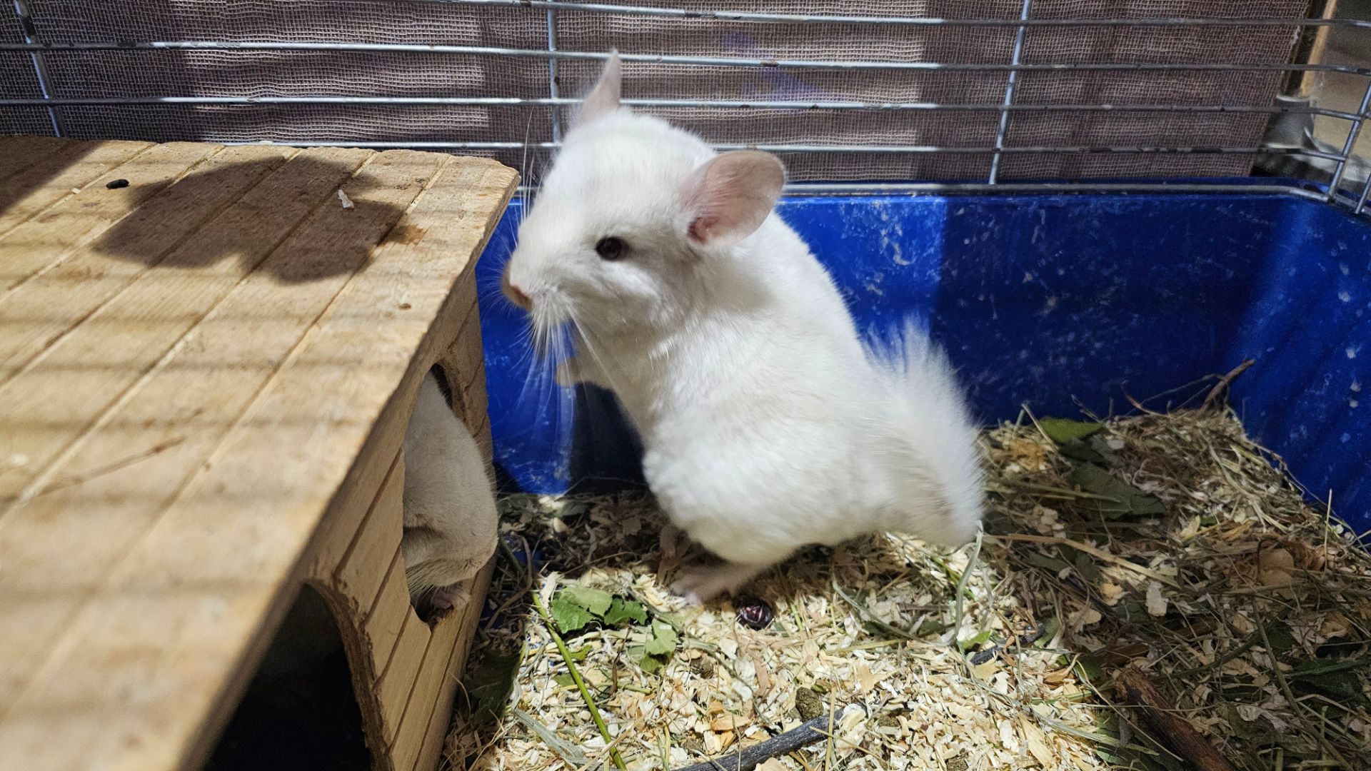 Шиншила, хлопчик 2 місяці