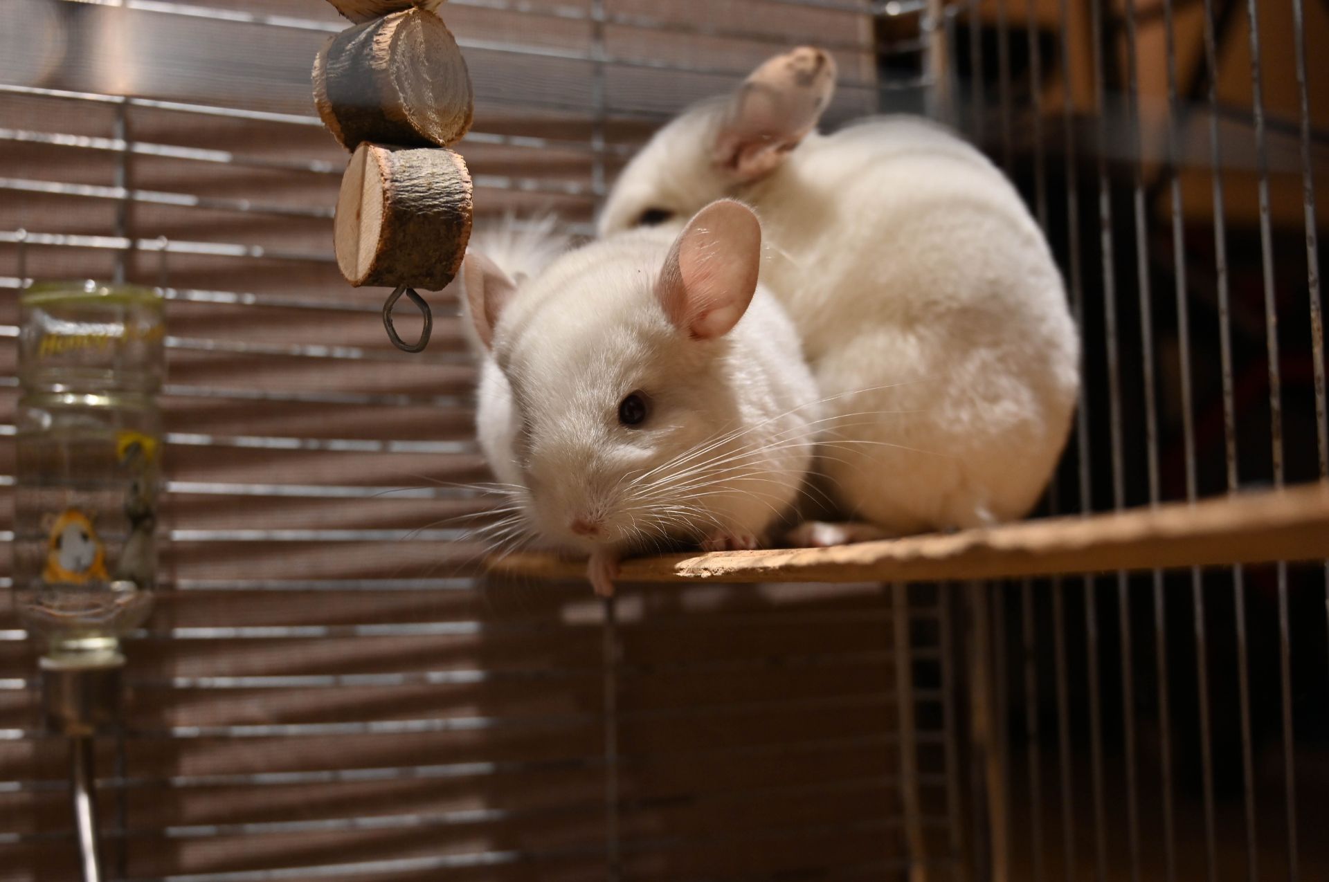 Шиншила, хлопчик 2 місяці