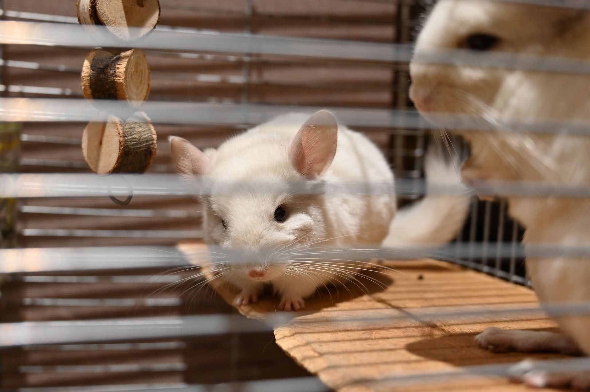 Шиншила, хлопчик 2 місяці