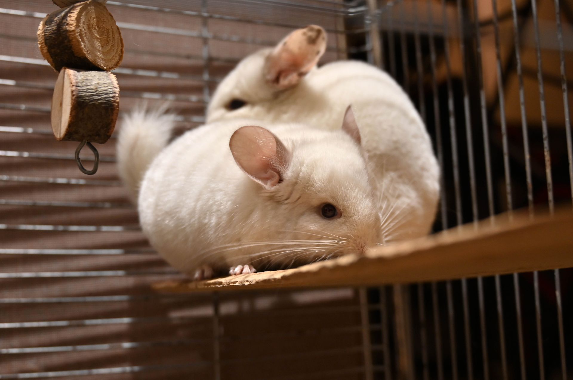 Шиншила, хлопчик 2 місяці