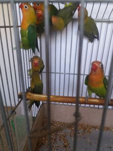 Нерозлучник