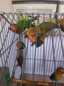 Нерозлучник