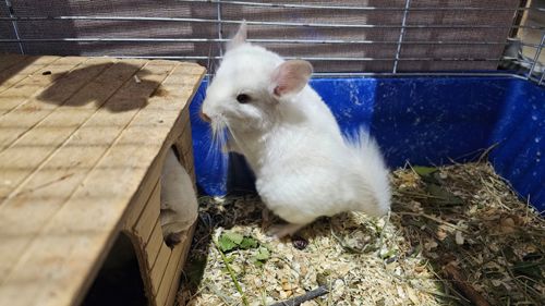 Шиншила колір білий