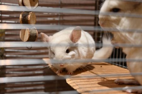 Шиншила, хлопчик 2 місяці