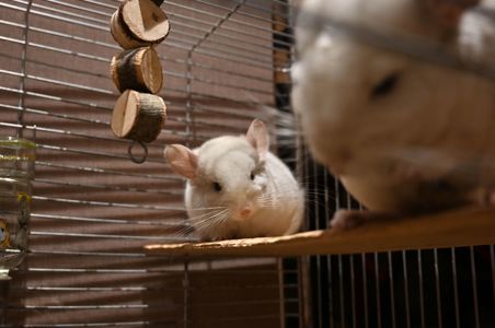 Шиншила, хлопчик 2 місяці