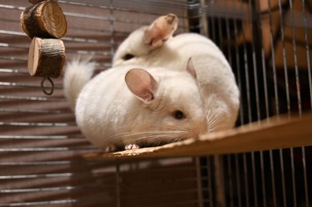 Шиншила, хлопчик 2 місяці