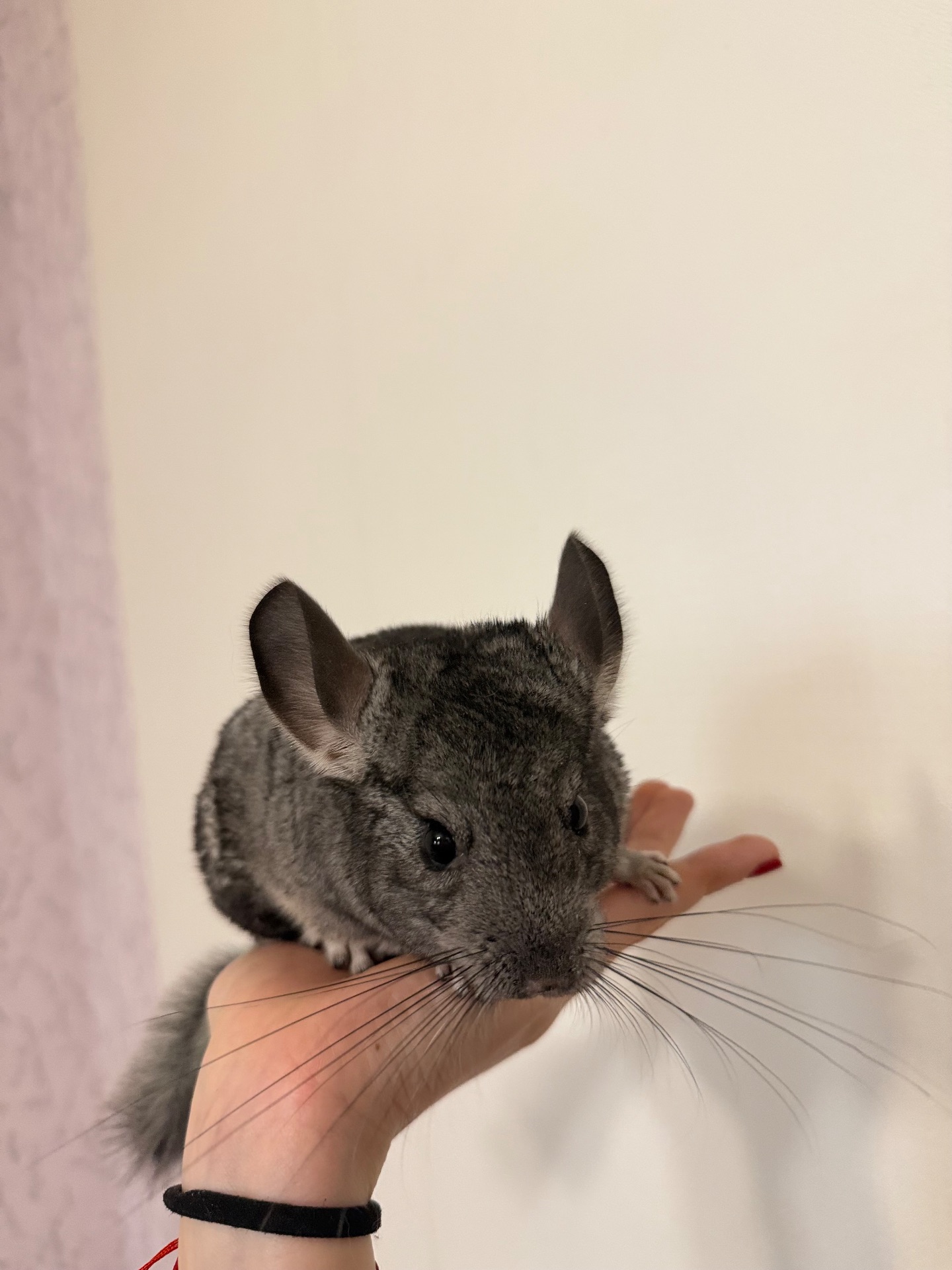 Миленька дівчинка