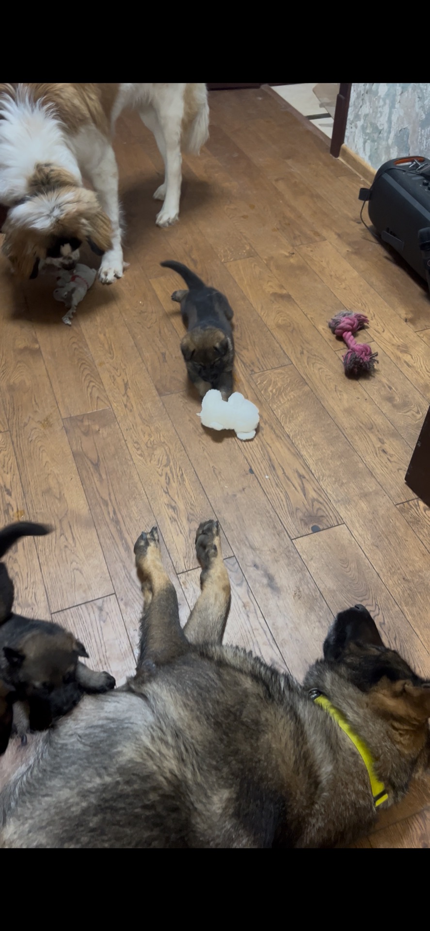 Дівчинка німецької вівчарки