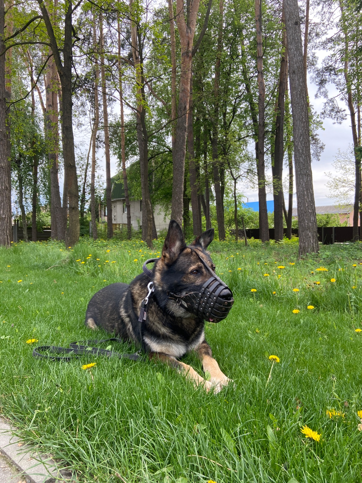 Дівчинка німецької вівчарки