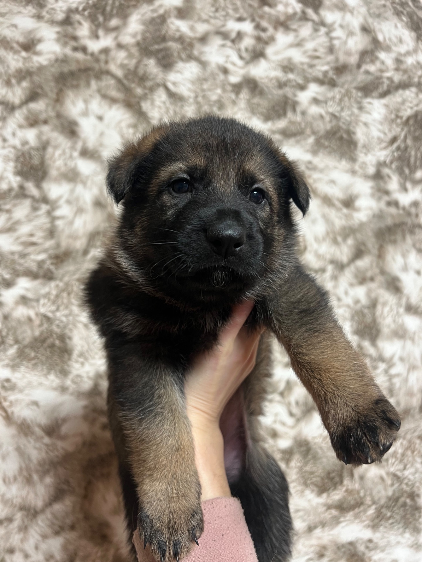 Дівчинка німецької вівчарки