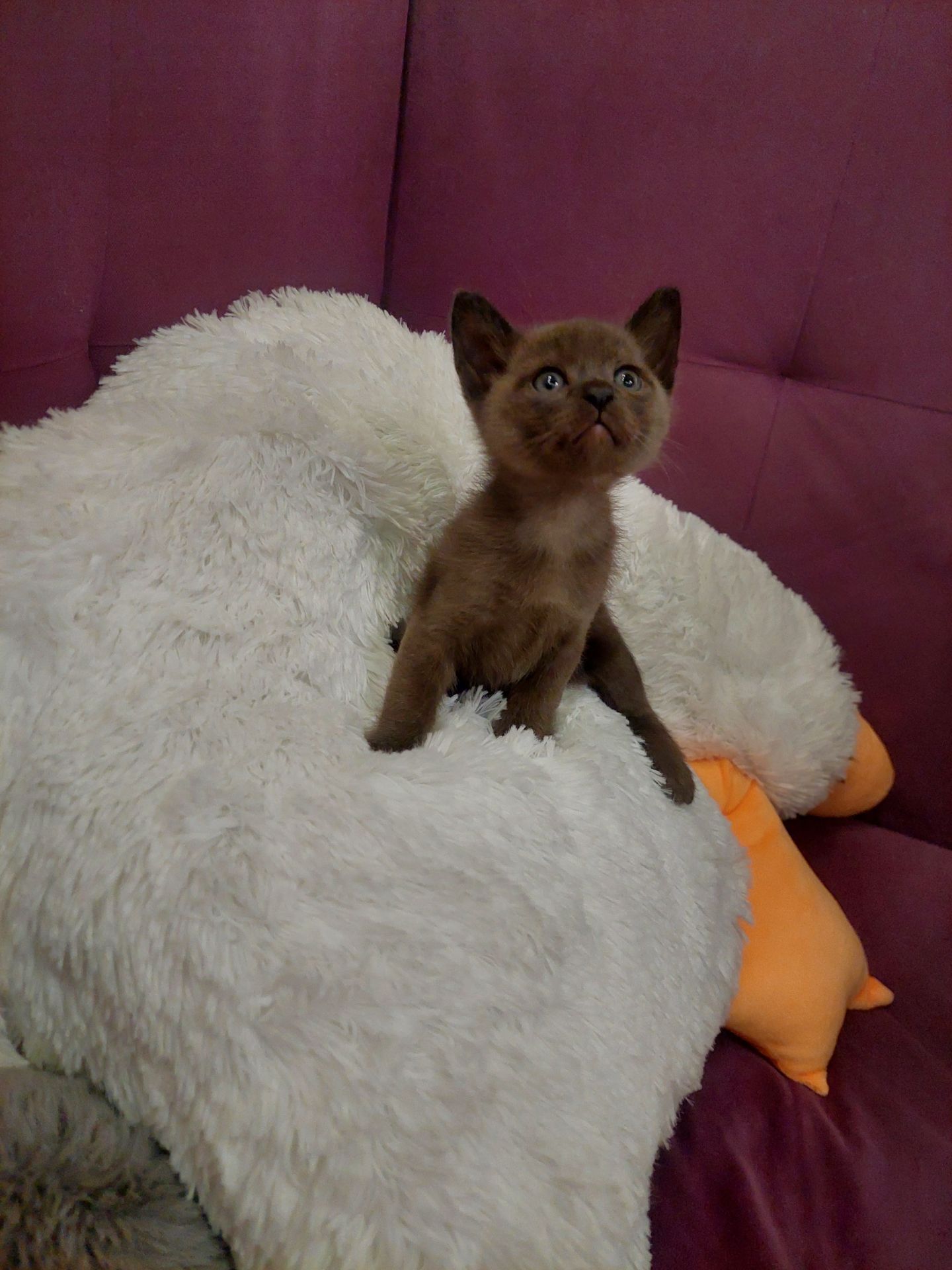 Европейская бурма