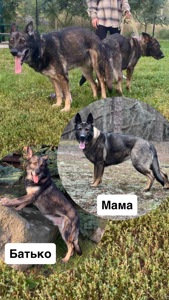 Дівчинка німецької вівчарки