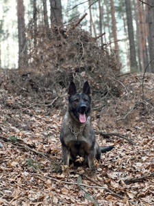 Дівчинка німецької вівчарки