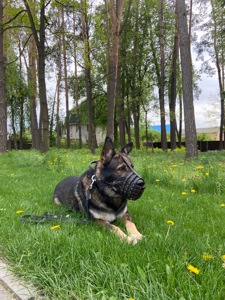 Дівчинка німецької вівчарки