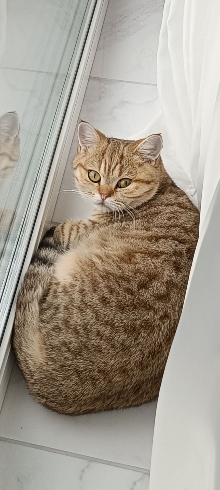 Красавица Миа, породы скоттиш-страйт