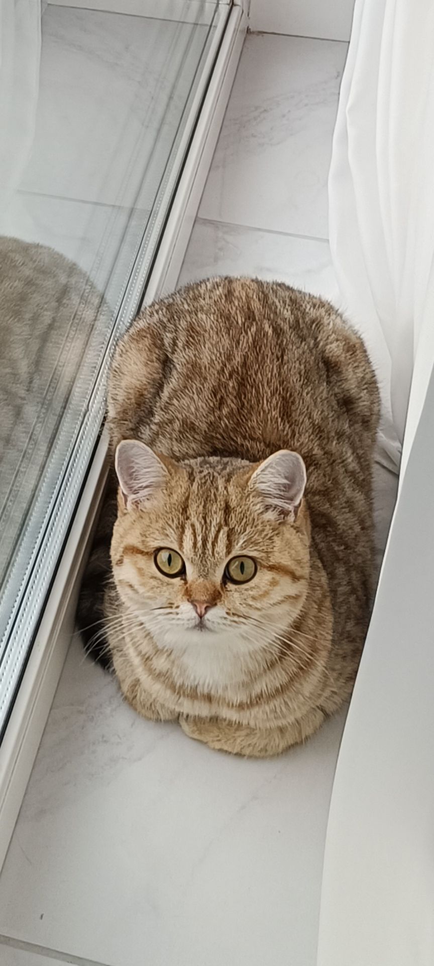 Красавица Миа, породы скоттиш-страйт