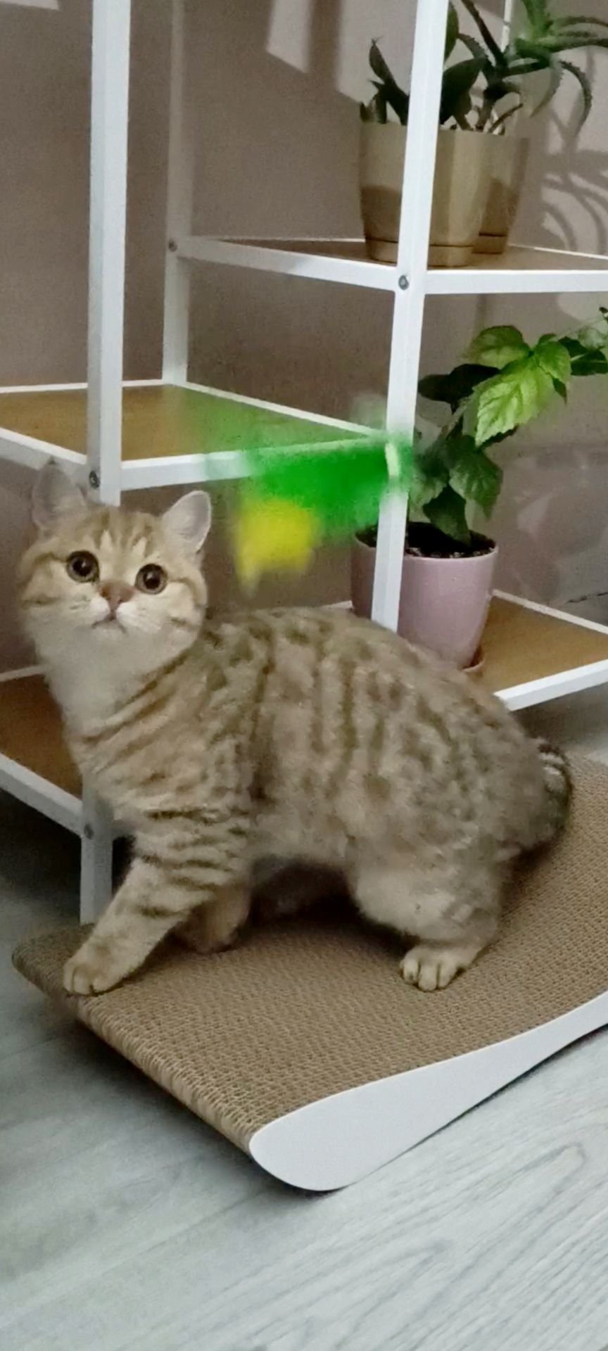 Красавица Миа, породы скоттиш-страйт