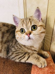 Красавица Миа, породы скоттиш-страйт