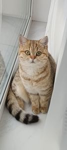 Красавица Миа, породы скоттиш-страйт