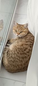 Красавица Миа, породы скоттиш-страйт